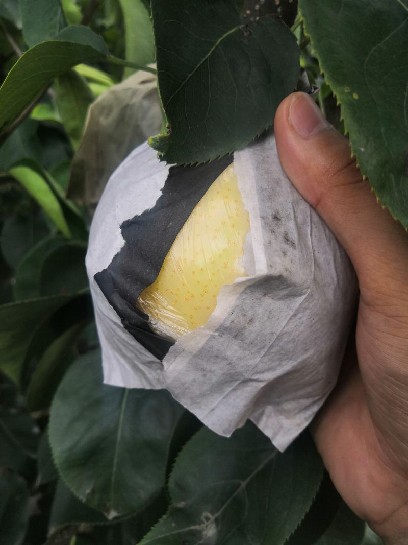 黄金梨上市啦双层袋子。，欢迎品尝采购皮薄甘甜自家种植