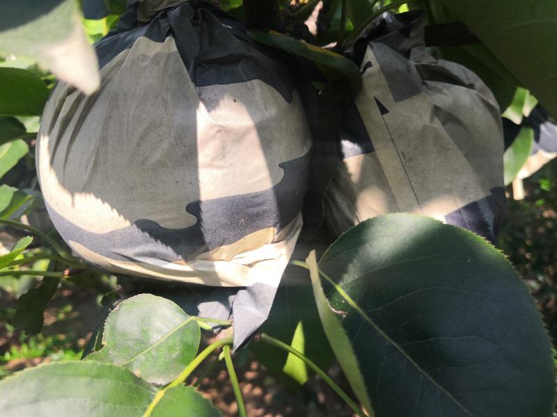 黄金梨上市啦双层袋子。，欢迎品尝采购皮薄甘甜自家种植
