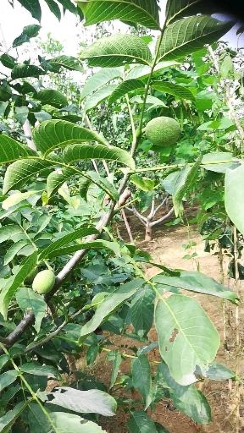 核桃夹心木人工砸仁手工取木万亩核桃种植加工基地直供