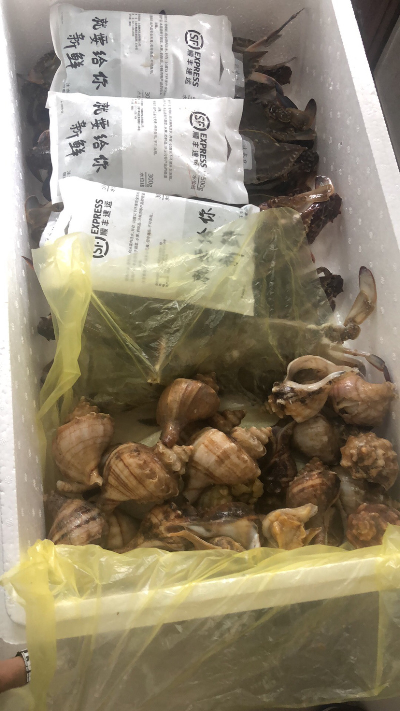 长期供应海螺，支持一件代发，量大批发，一手货源