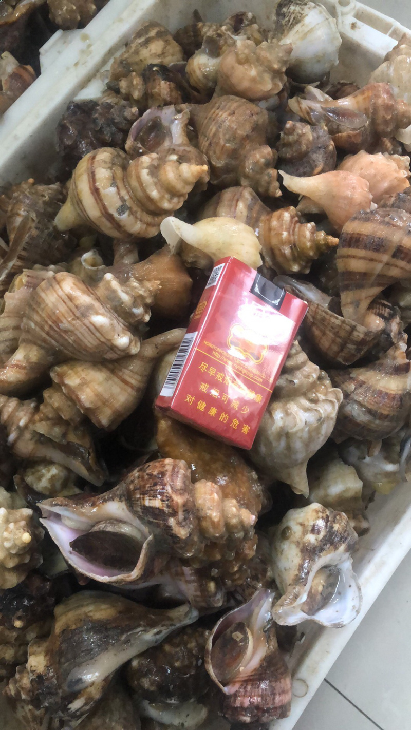 长期供应海螺，支持一件代发，量大批发，一手货源