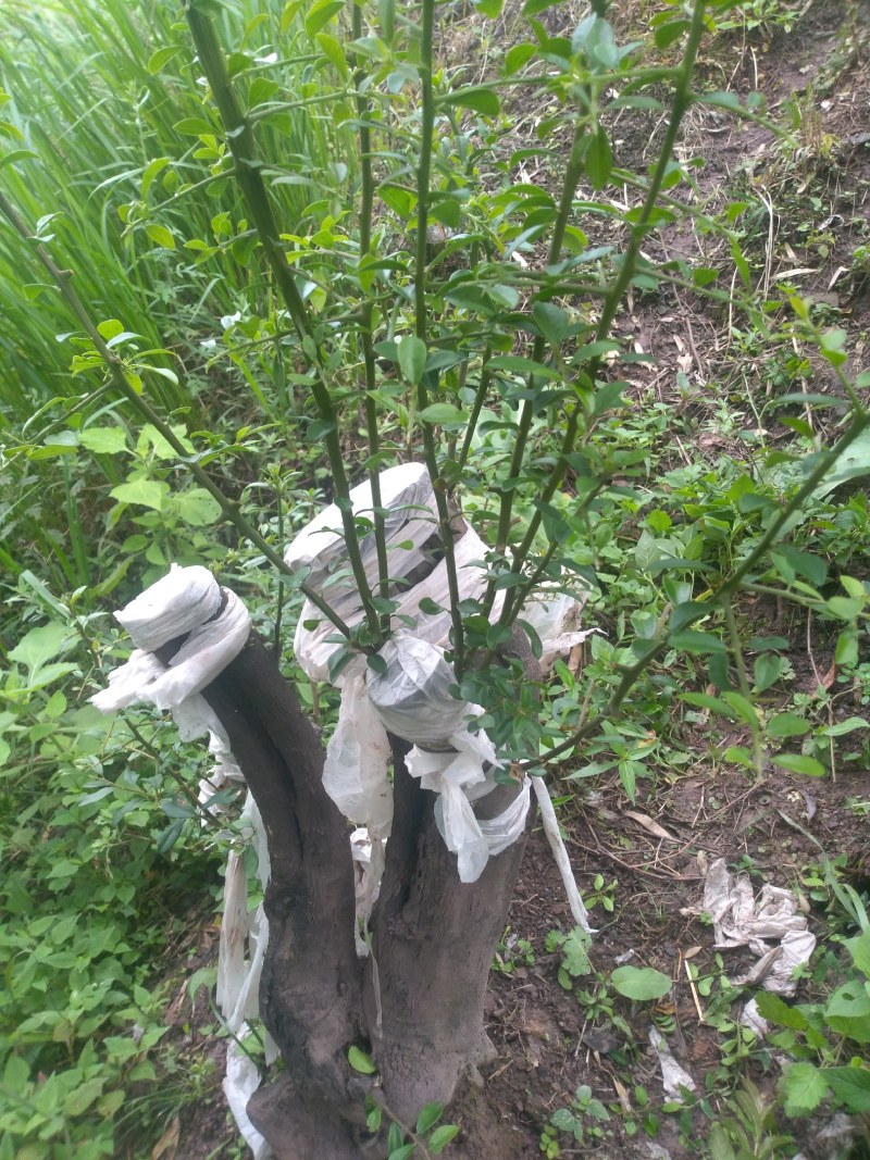 四川货真价实金弹子，又名青檬子，瓶兰花有假包赔