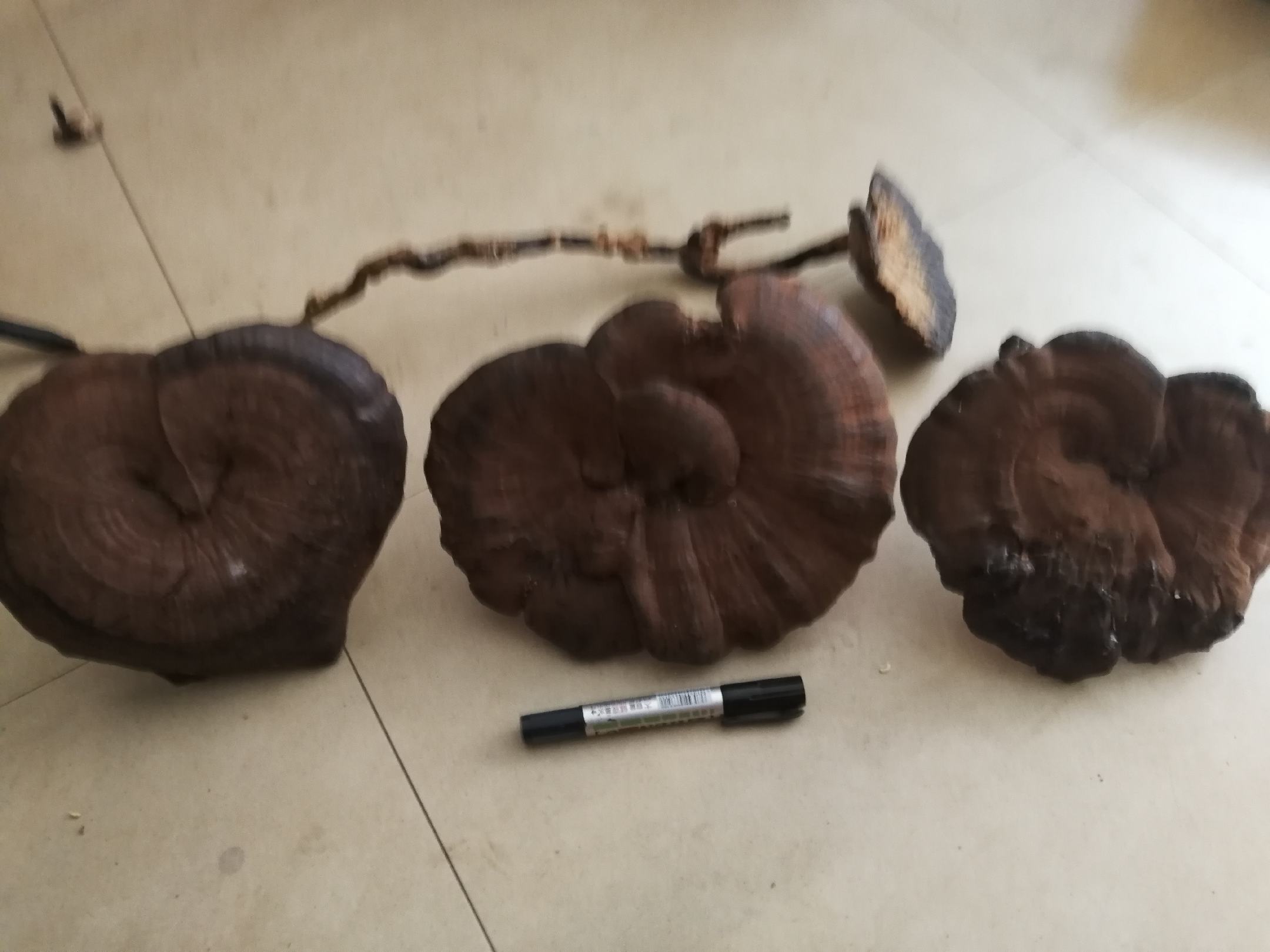 树舌黑灵芝加工成品展示