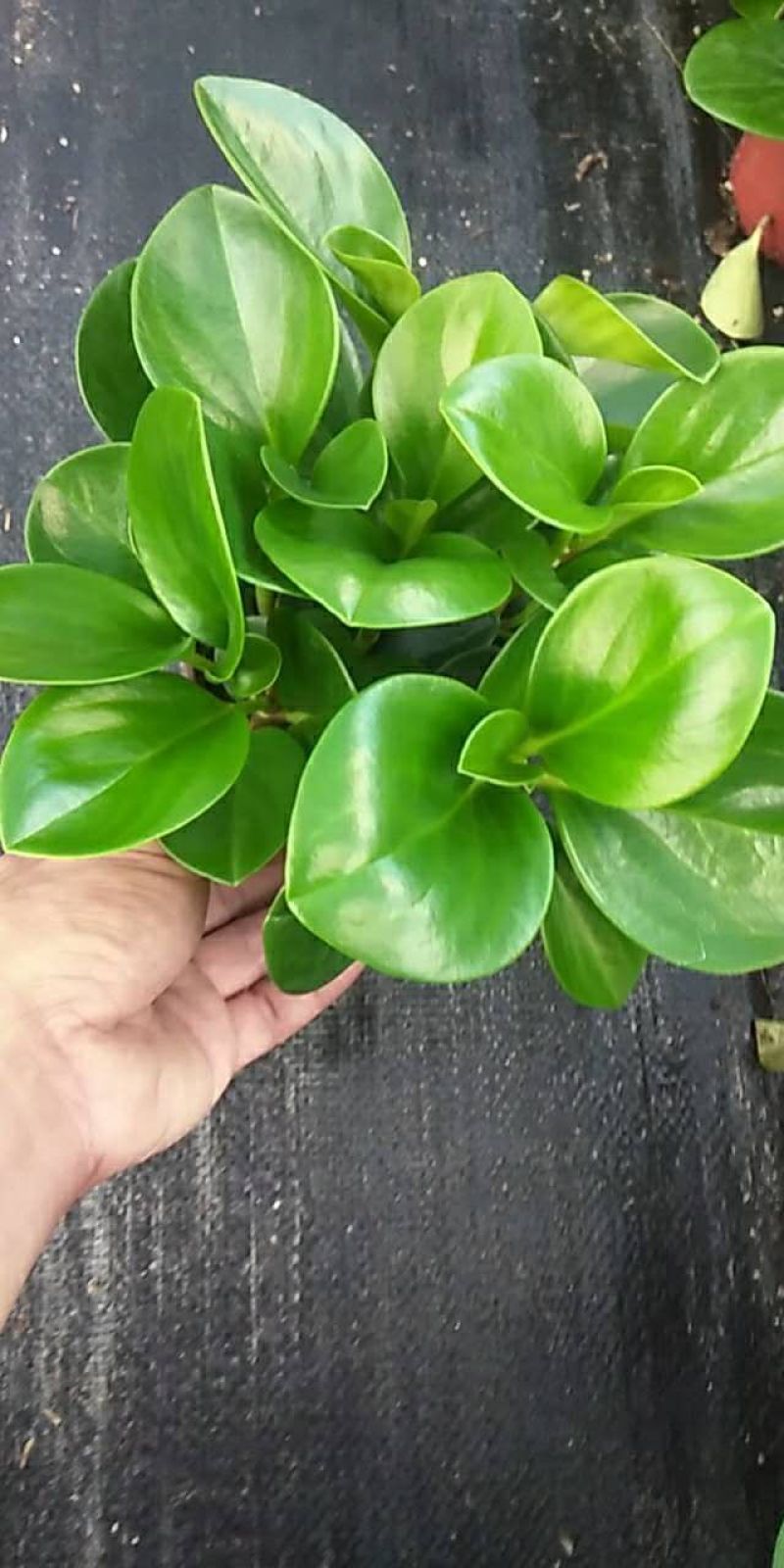 碧玉黑杯红杯基地直销大量有货带盆带土发货