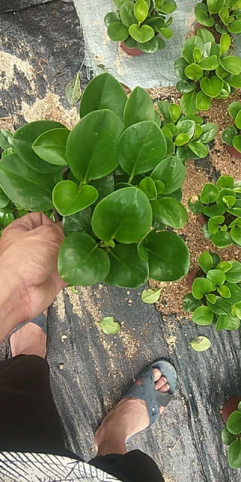 碧玉黑杯红杯基地直销大量有货带盆带土发货