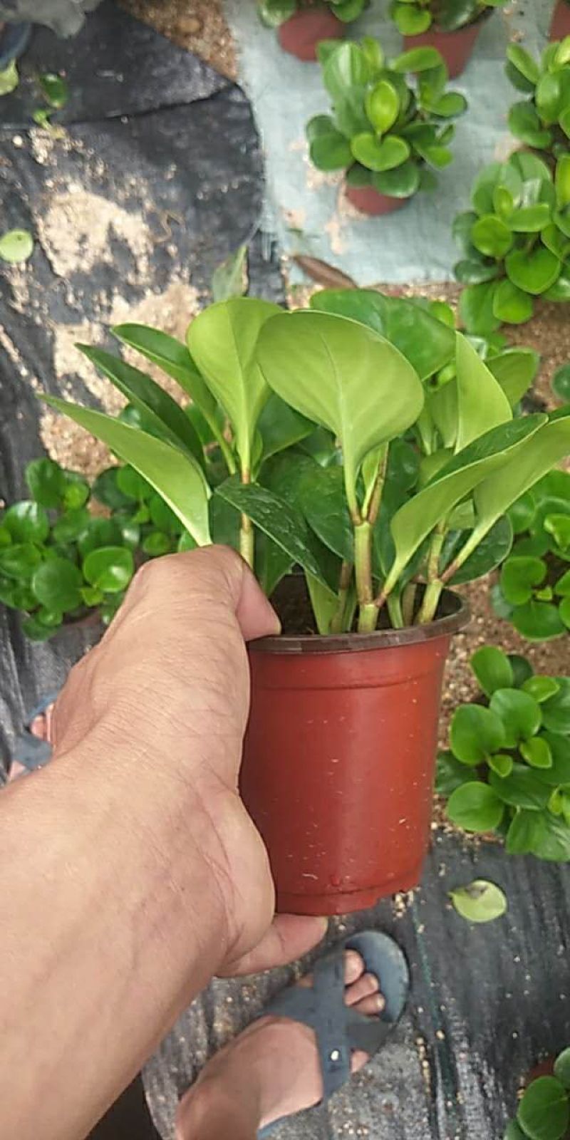 碧玉黑杯红杯基地直销大量有货带盆带土发货