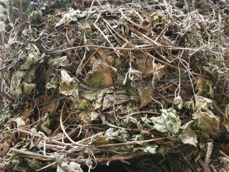 葎草颜色好，无杂草量大