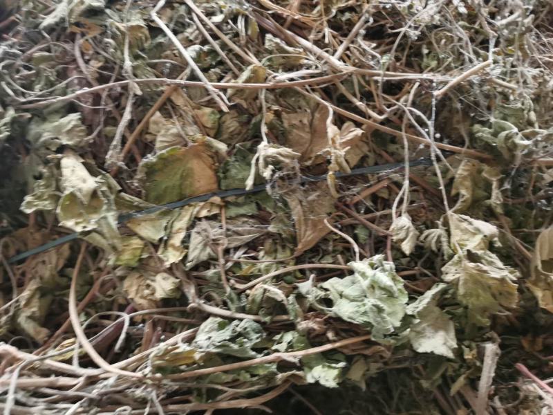葎草颜色好，无杂草量大