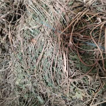 葎草颜色好，无杂草量大