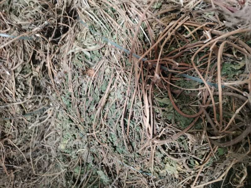 葎草颜色好，无杂草量大