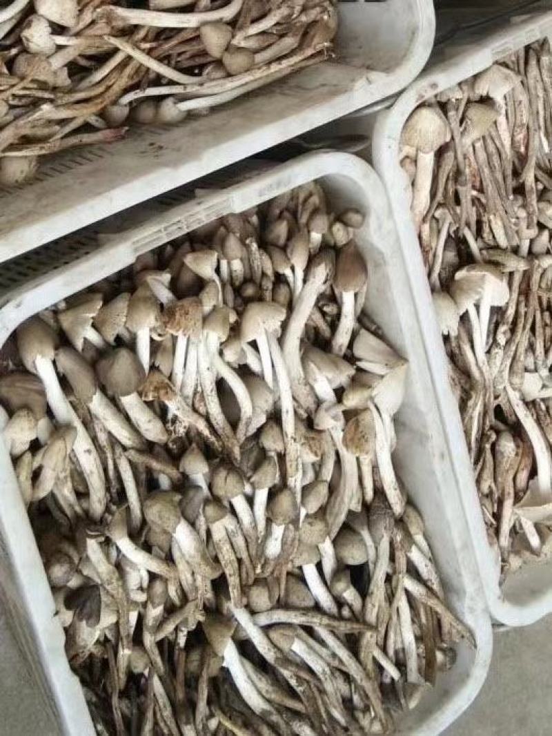 火把鸡枞菌上市产地收购带发品相好鲜味更好