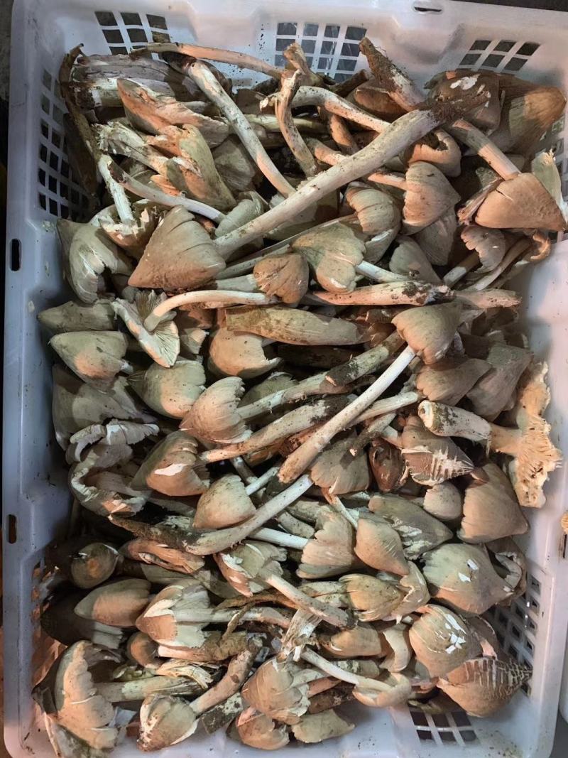 火把鸡枞菌上市产地收购带发品相好鲜味更好