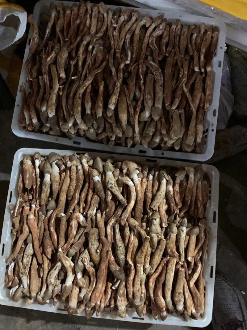 火把鸡枞菌上市产地收购带发品相好鲜味更好