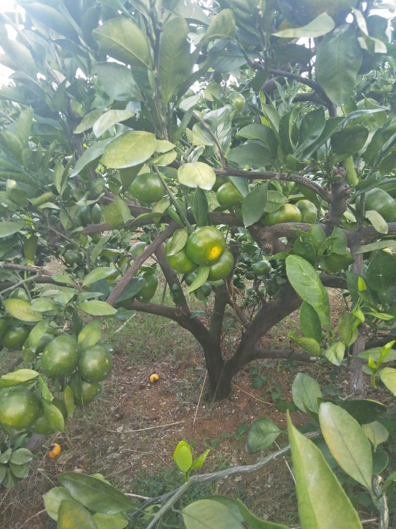 特早蜜橘大量上市，有需要的老板联系我，