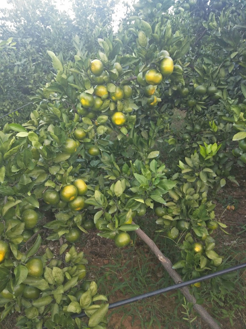 特早蜜橘大量上市，有需要的老板联系我，