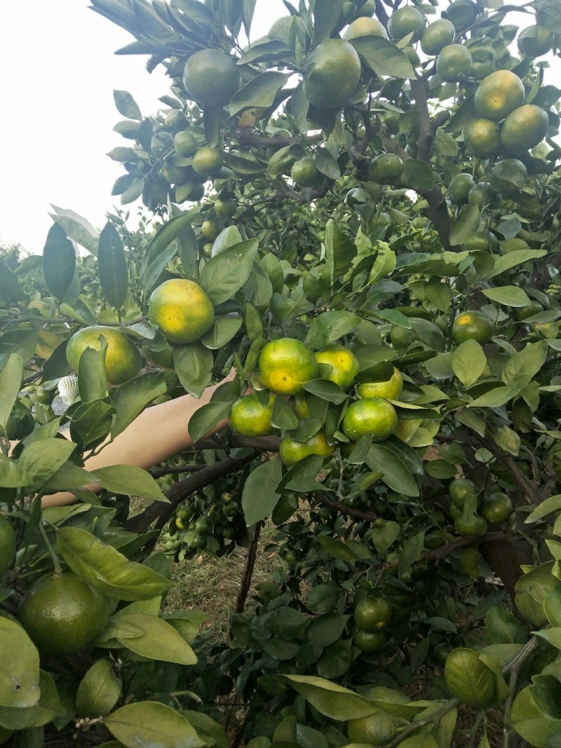 特早蜜橘大量上市，有需要的老板联系我，