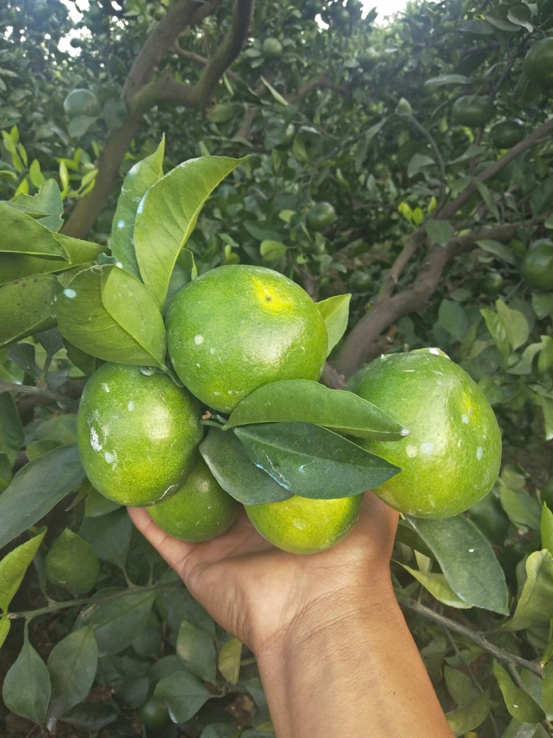 特早蜜橘大量上市，有需要的老板联系我，