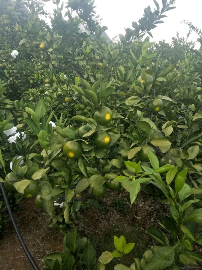 特早蜜橘大量上市，有需要的老板联系我，