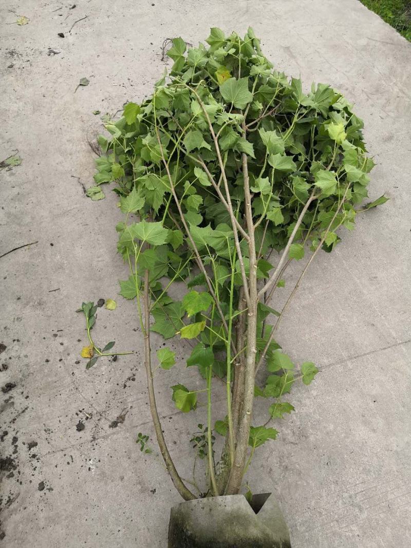 丛生木芙蓉高1-2.5米杯苗价格，丛生木芙蓉成都基地货源