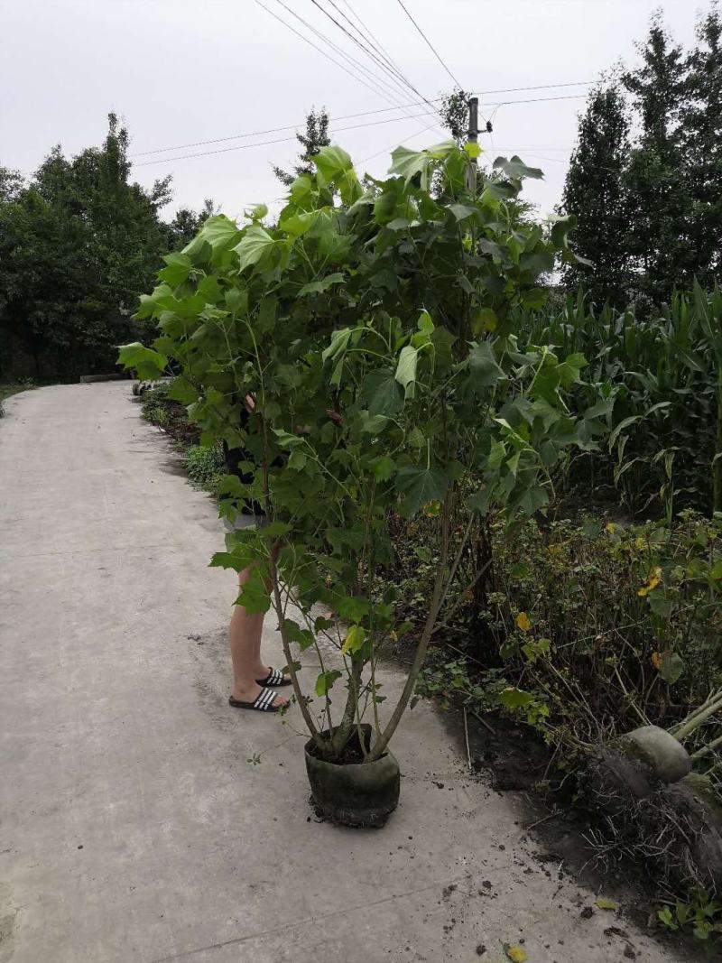 丛生木芙蓉高1-2.5米杯苗价格，丛生木芙蓉成都基地货源