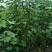 丛生木芙蓉高1-2.5米杯苗价格，丛生木芙蓉成都基地货源