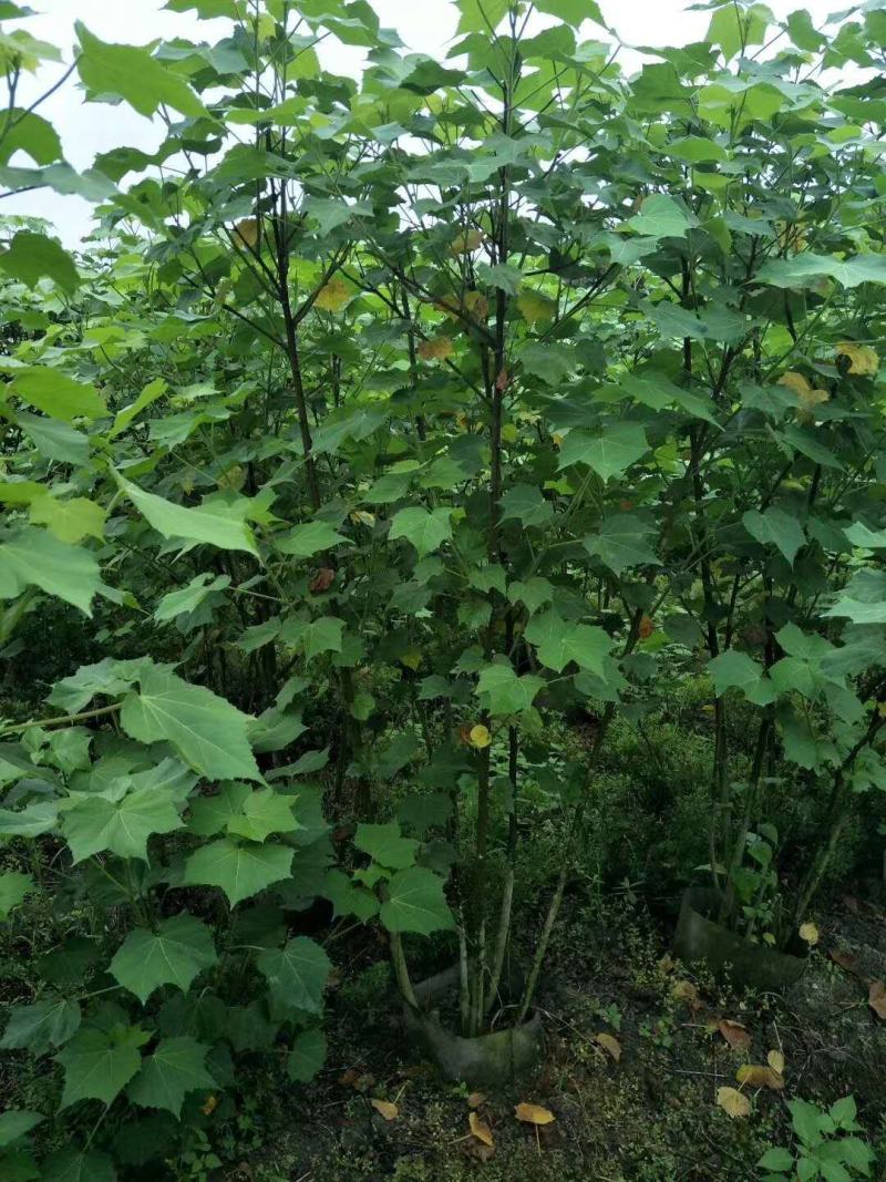 丛生木芙蓉高1-2.5米杯苗价格，丛生木芙蓉成都基地货源