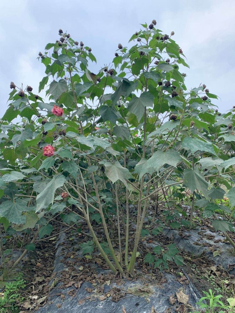丛生木芙蓉高1-2.5米杯苗价格，丛生木芙蓉成都基地货源