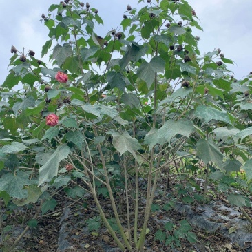 丛生木芙蓉高1-2.5米杯苗价格，丛生木芙蓉成都基地货源