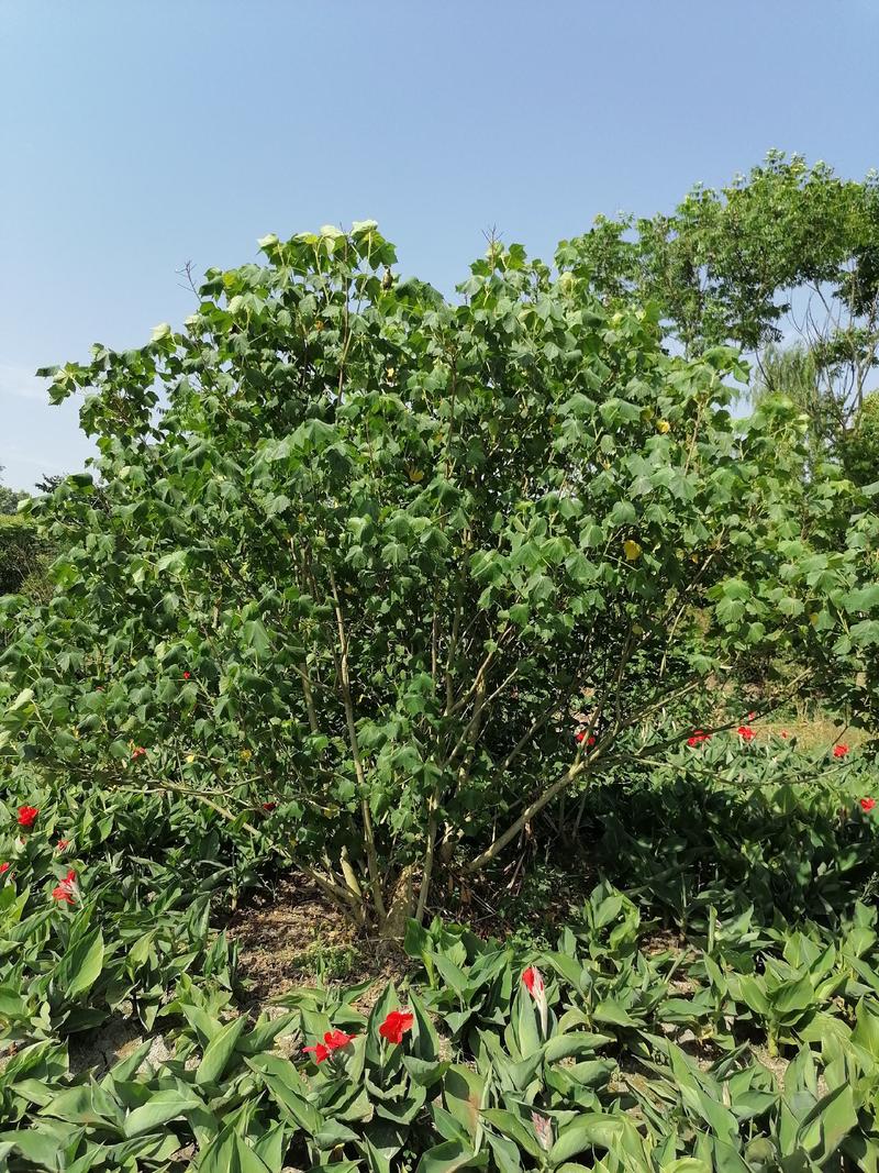 丛生木芙蓉高1-2.5米杯苗价格，丛生木芙蓉成都基地货源