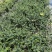 龟甲冬青20-40高小杯/16杯基地直销园林绿化苗