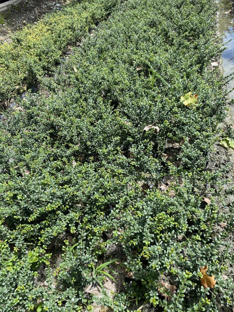 龟甲冬青20-40高小杯/16杯基地直销园林绿化苗