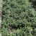 龟甲冬青20-40高小杯/16杯基地直销园林绿化苗