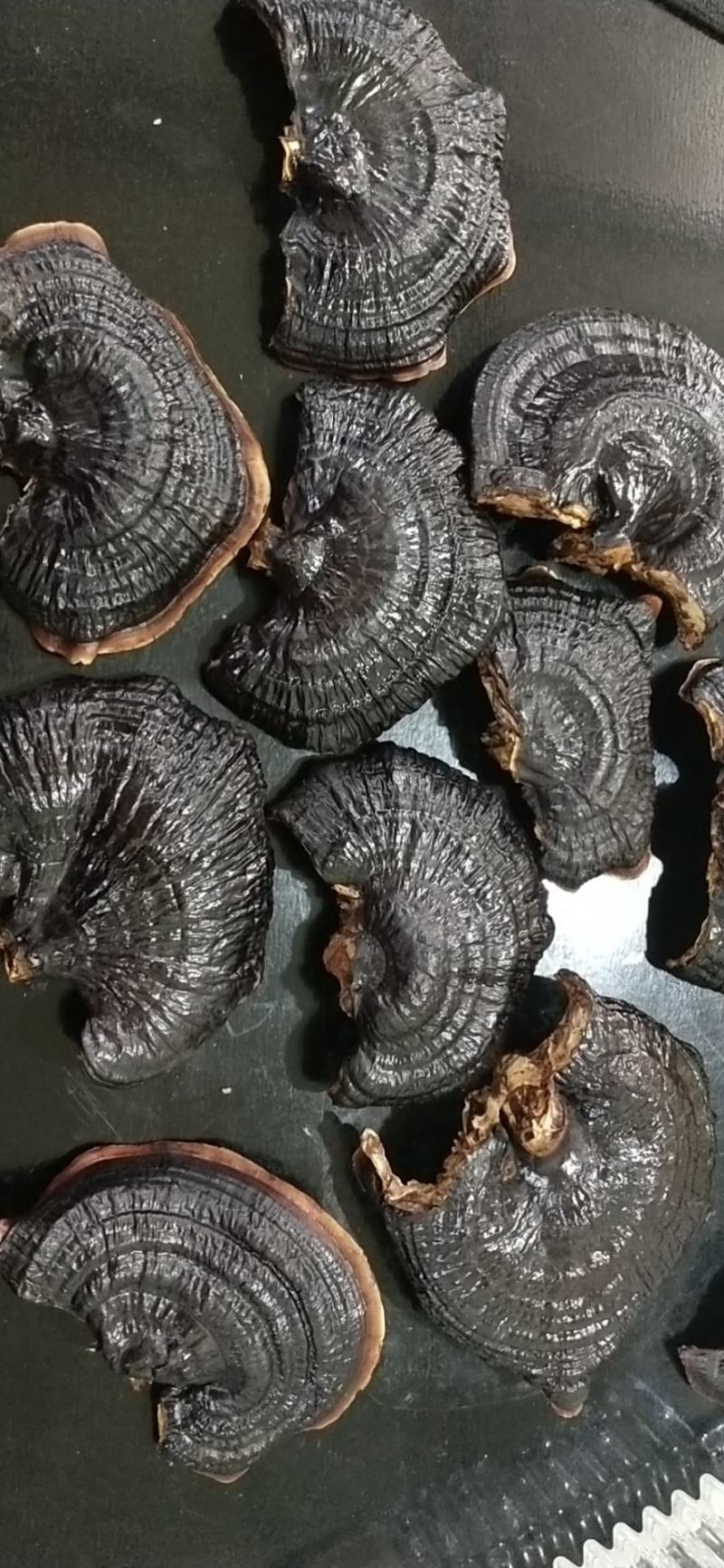 仿野生黑灵芝，质量很好，自己种一手货源，产地直接发货！
