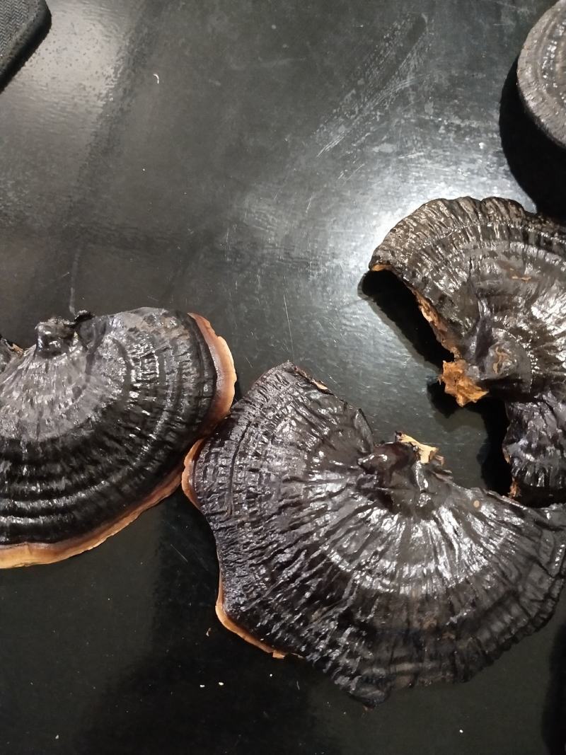 仿野生黑灵芝，质量很好，自己种一手货源，产地直接发货！
