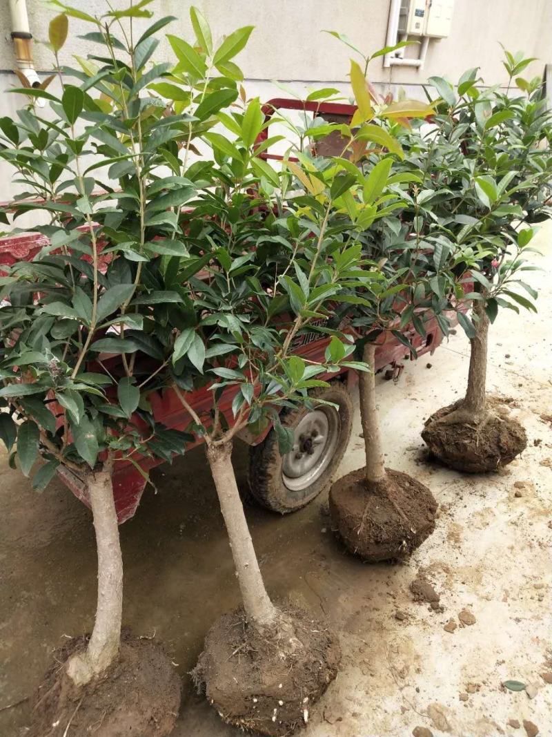山东临沂一手货源桂花批发