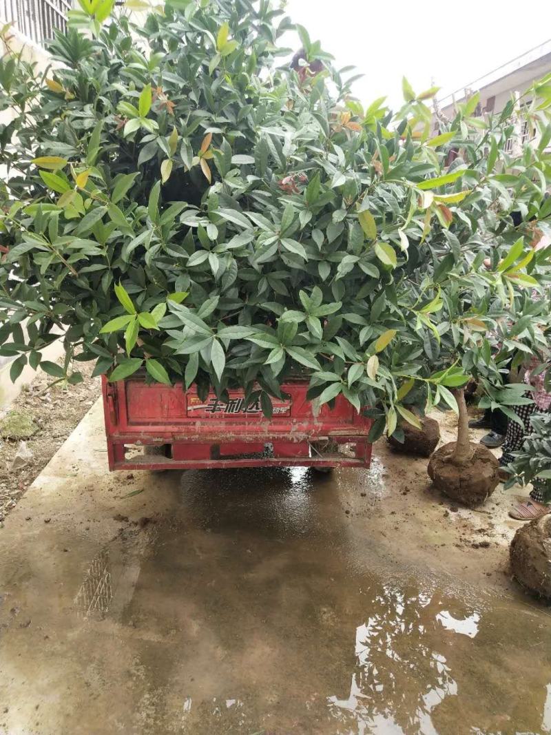 山东临沂一手货源桂花批发