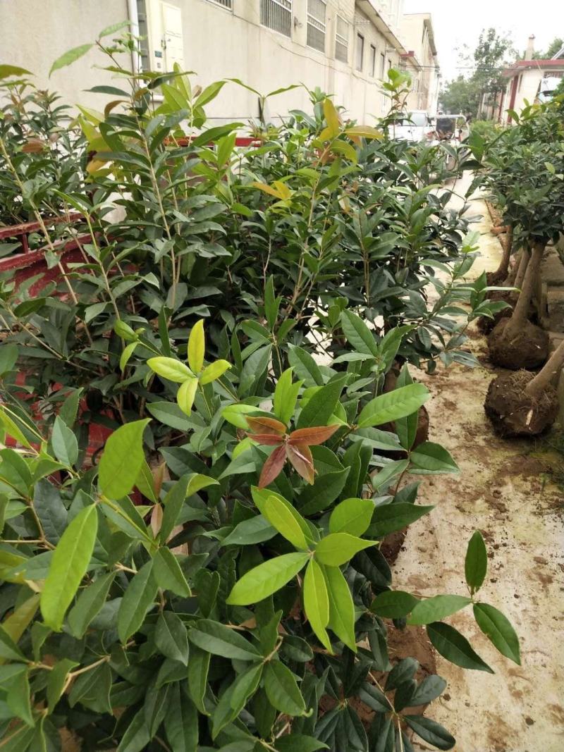 山东临沂一手货源桂花批发