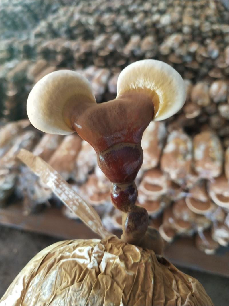 仿野生黑灵芝，质量很好，自己种一手货源，产地直接发货！