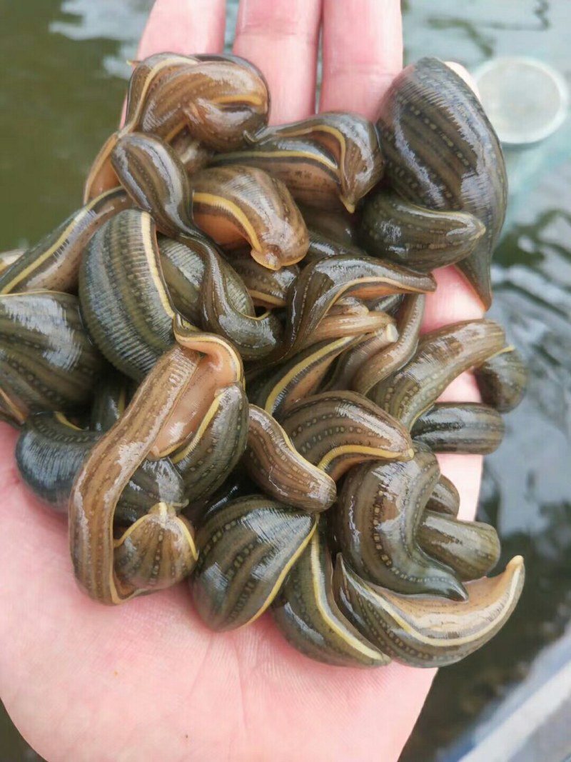 大量供应优质蚂蝗，金线蛭。