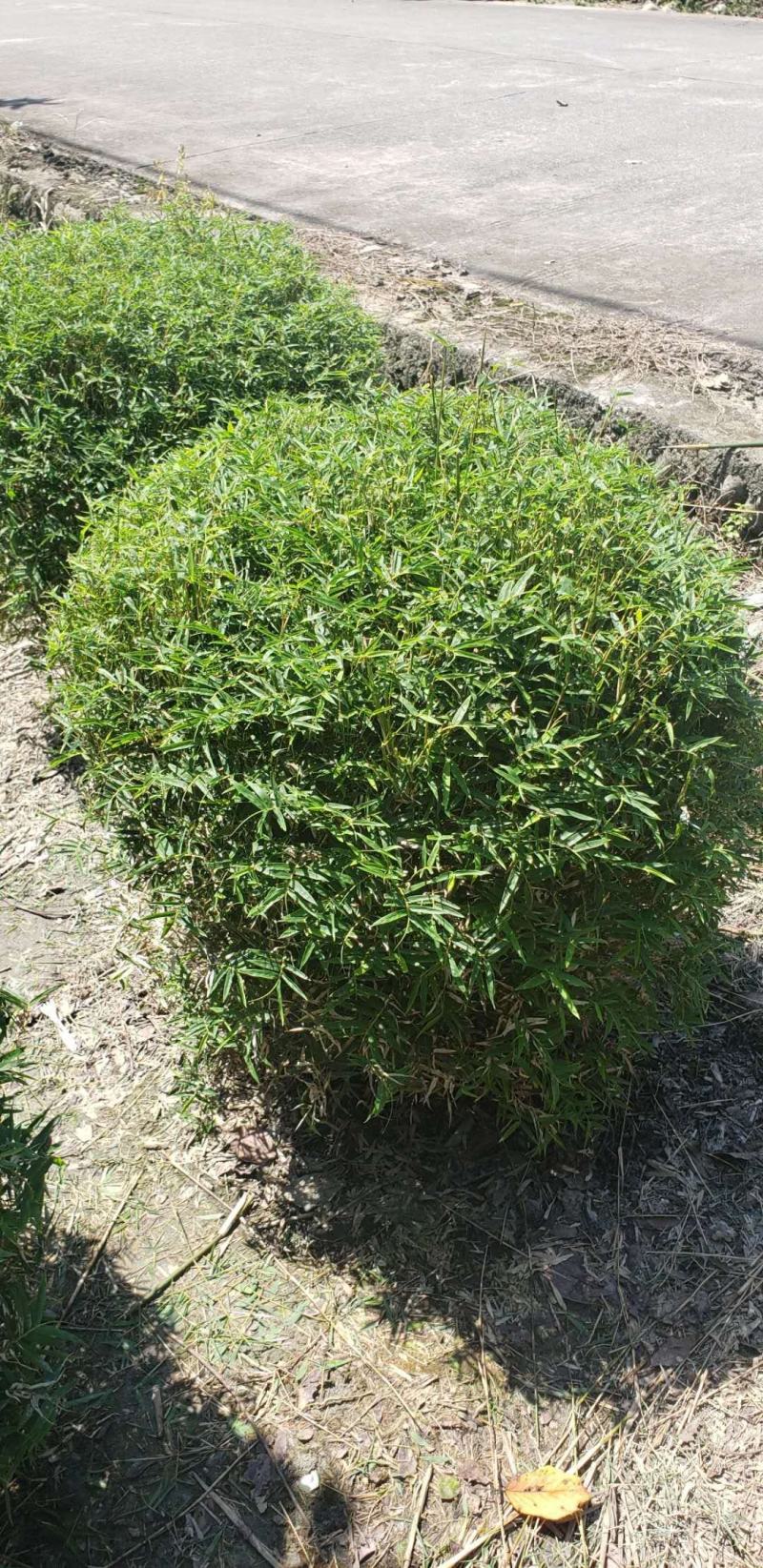 成都批发凤尾竹球基地直销一手货源视频看货保质保量