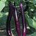 【善茄天紫红4045】一代杂交茄子种子紫红长棒型长茄早熟