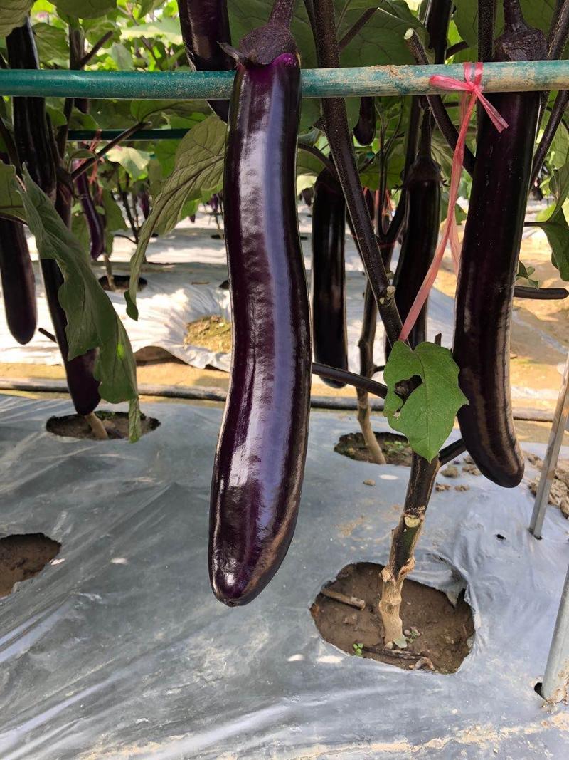 【善茄天紫红4045】一代杂交茄子种子紫红长棒型长茄早熟