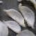 纯干挑5A大盏燕盏燕窝进口印尼干度9批发代发50g720