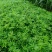 本苗浦是一家专业的花椒苗浦基地，苗场有多个品种供应