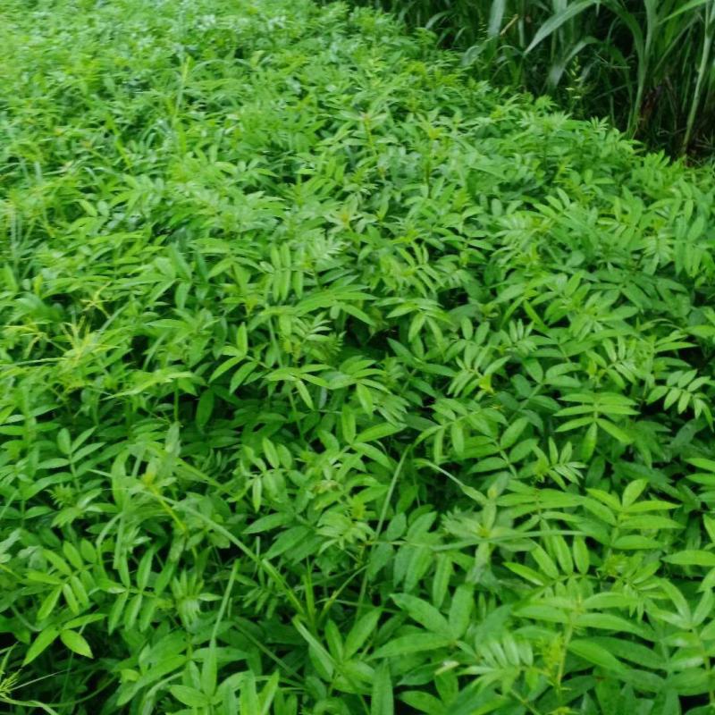 本苗浦是一家专业的花椒苗浦基地，苗场有多个品种供应