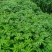 本苗浦是一家专业的花椒苗浦基地，苗场有多个品种供应