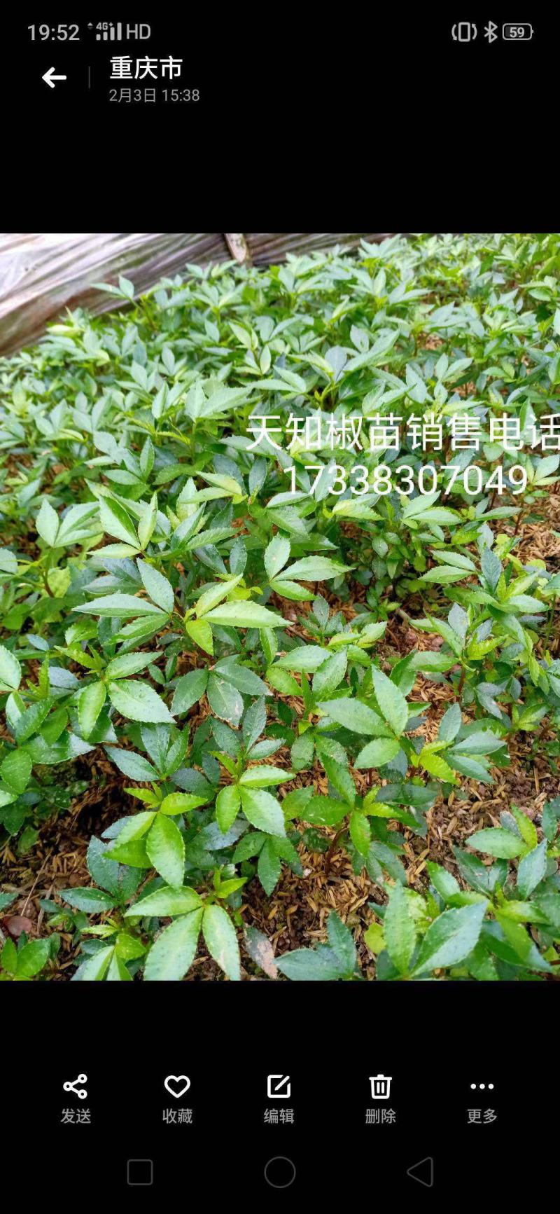 本苗浦是一家专业的花椒苗浦基地，苗场有多个品种供应