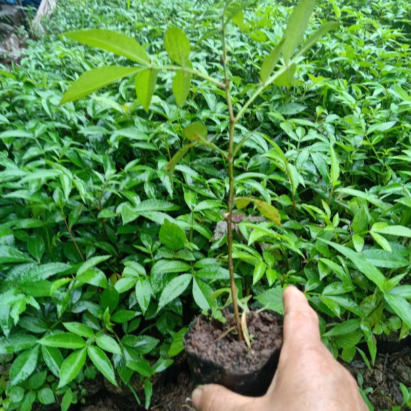 本苗浦是一家专业的花椒苗浦基地，苗场有多个品种供应