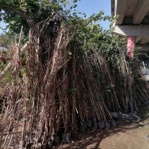 产地批发藤本三角梅三角梅2-3米基地直销一手货源