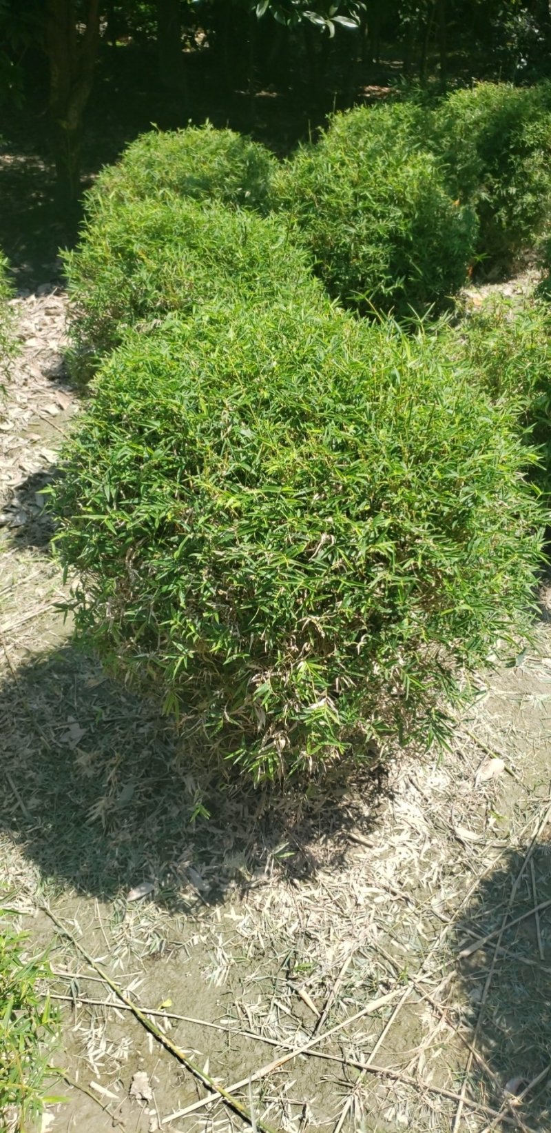 出售凤尾竹球，精品凤尾竹球